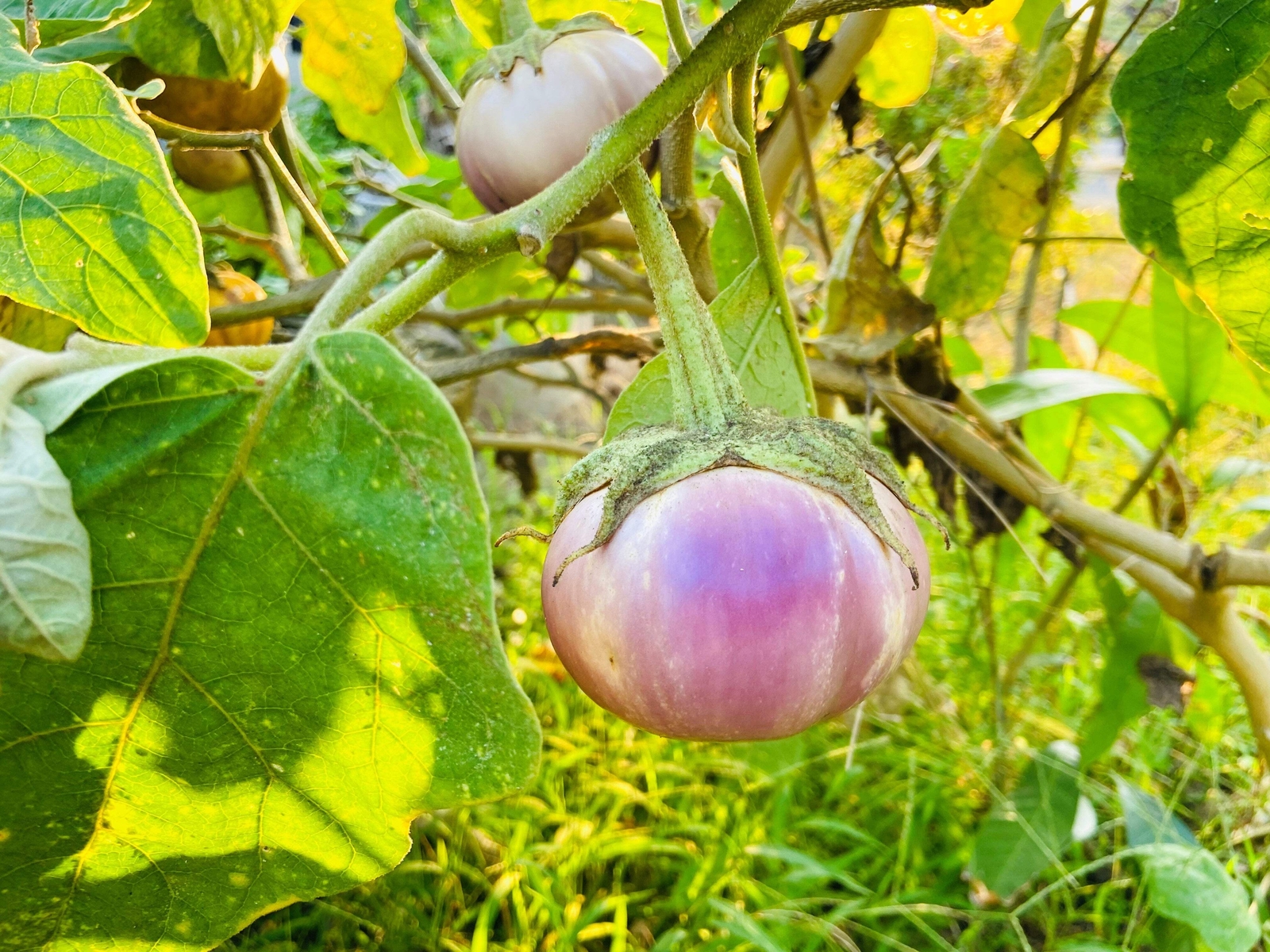 50 Organic Italian EGGPLANT ROSA BIANCA Solanum Melongena Vegetable Seeds