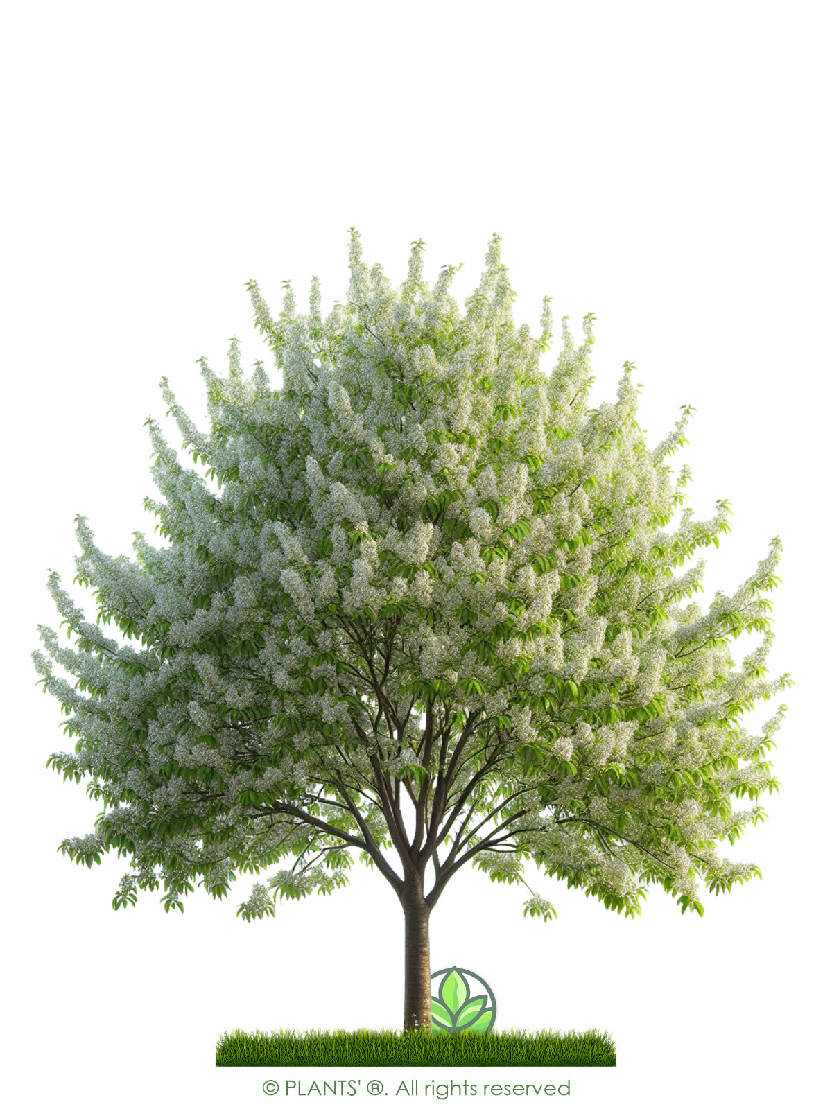 European Black Cherry Tree | Premium Seeds | Prunus padus ‘Spring’ | Plants’®