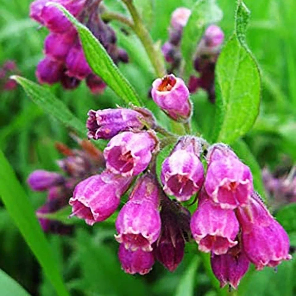 100 Symphytum Officinale Comfrey Seeds – Non-GMO Heirloom Fresh Garden Seeds -US