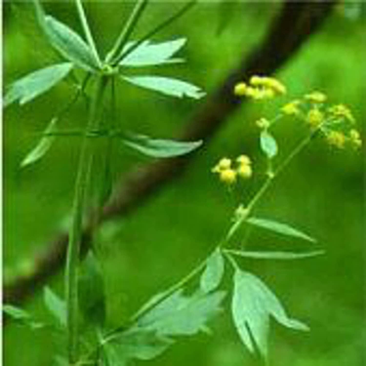 Lovage Seeds (20+ Seeds) | Non GMO | Vegetable Fruit Herb Flower Seeds for Plant
