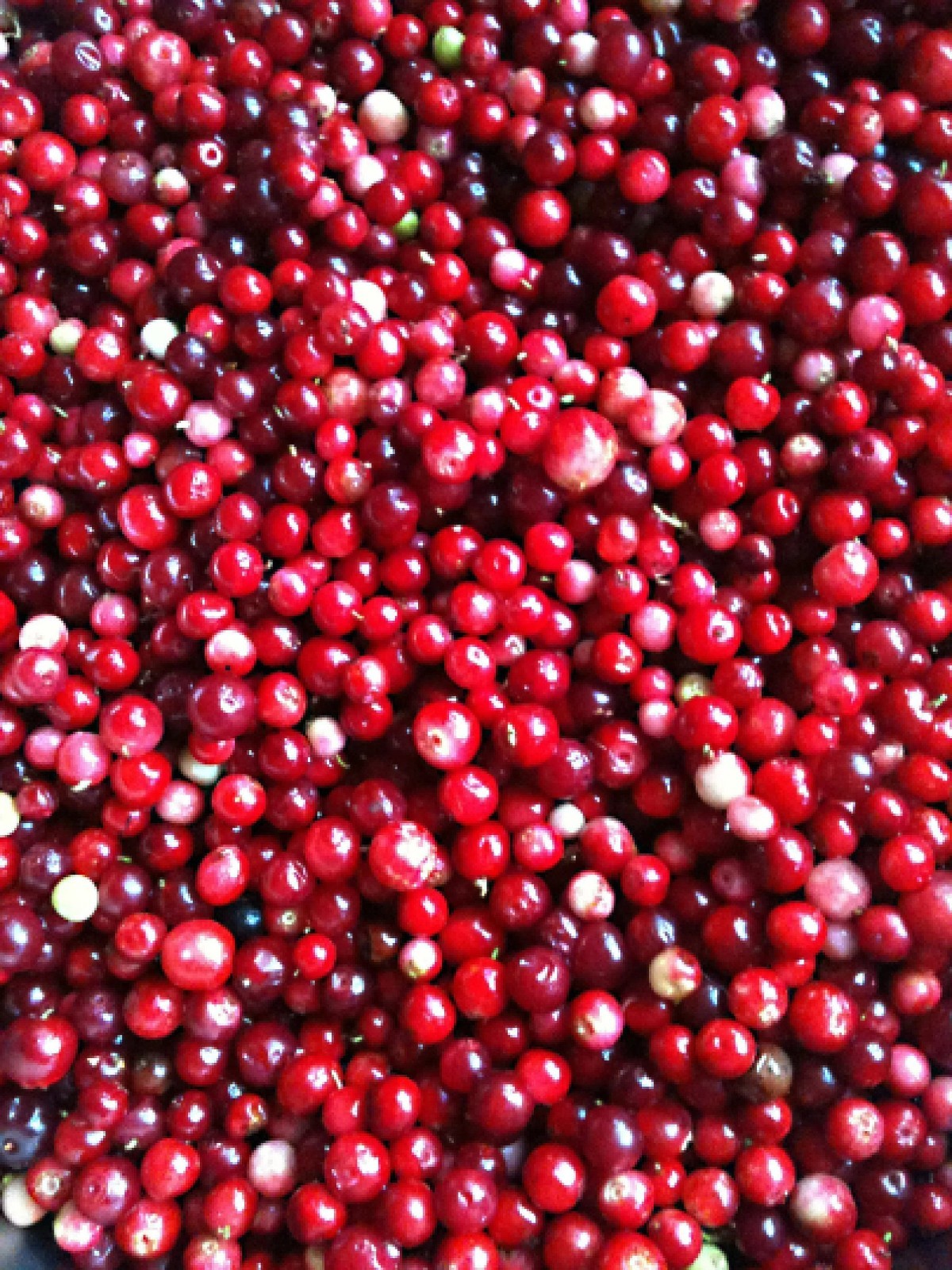 Lingonberry Organic {Vaccinium v.i.} Superfruit! Free U.S. Shipping! 25+ seeds