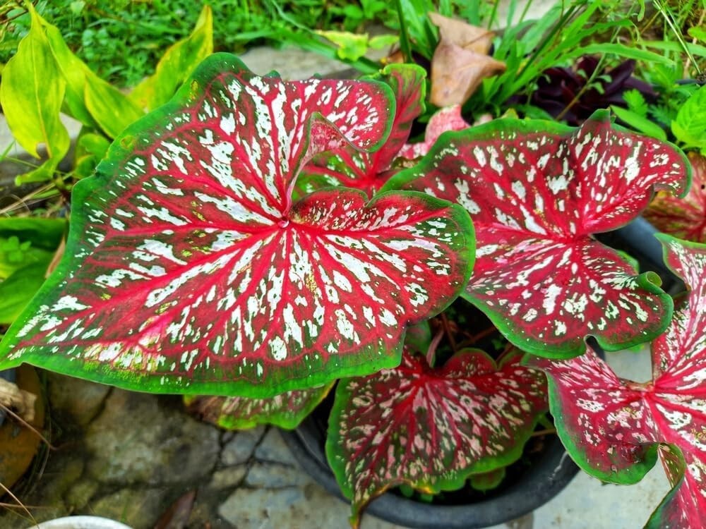 2 Carolyn Whorton Caladium Bulbs for Planting – 2 Bulbs