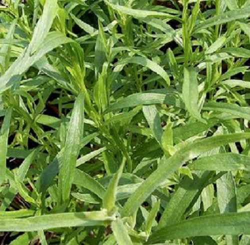 Tarragon Seeds 1,000 Russian Tarragon Seeds Herb Seeds