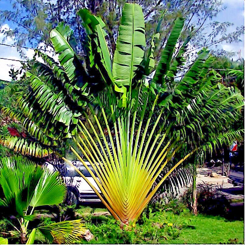 TRAVELERS PALM TREE SEEDS (Ravenala madagascariensis) Bird of Paradise Plant