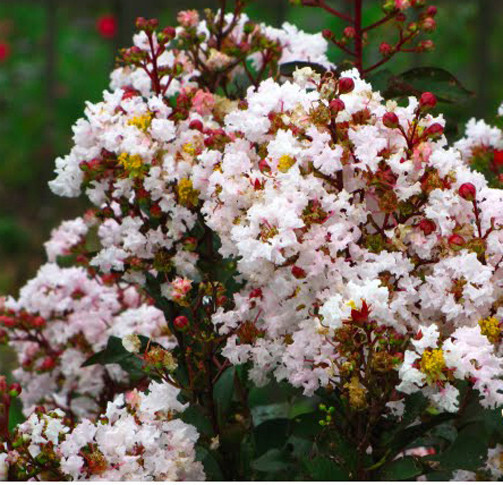 Lagerstroemia Crape Myrtle | White Chocolate | 10 seeds