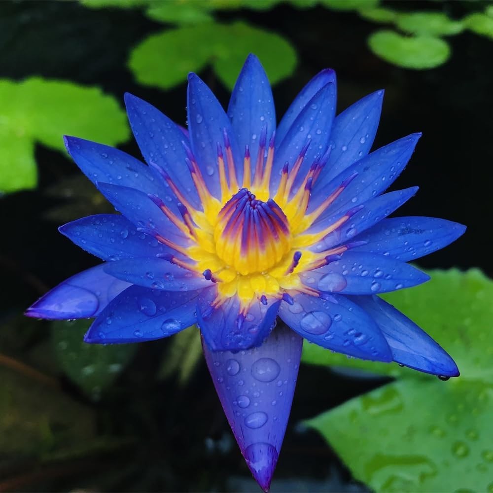 35 PCS Mixed Color Bonsai Lotus Flower Seeds for Planting Lotuses Sale