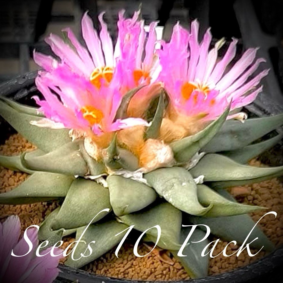 (10) Pack SEEDS Ariocarpus v. Confusus US SELLER