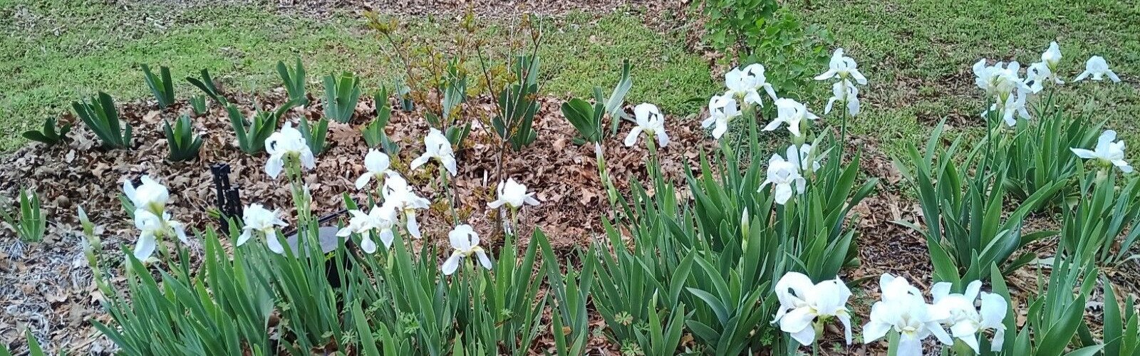 (10) WHITE TALL BEARDED IRIS RHIZOME LIVE ROOT GARDEN PLANTS LOVE SPRING FLOWERS