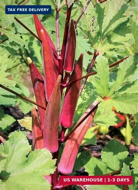 250 Red Burgundy Okra Seeds for Planting. Non GMO 14 Grams Garden Vegetable Bulk