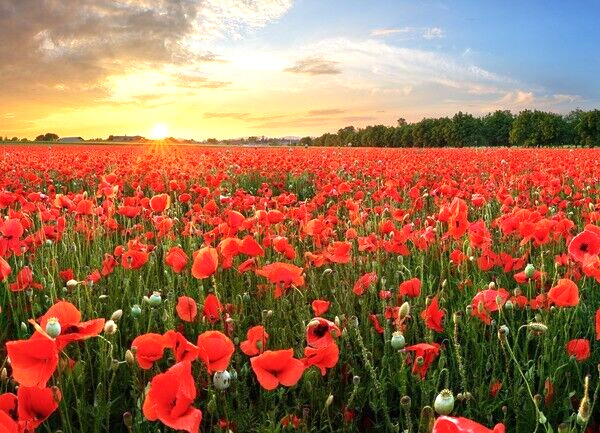 100 RED CHIEF CALIFORNIA POPPY SEEDS | 2026 SALE FREE SHIPPING NON GMO HEIRLOOM