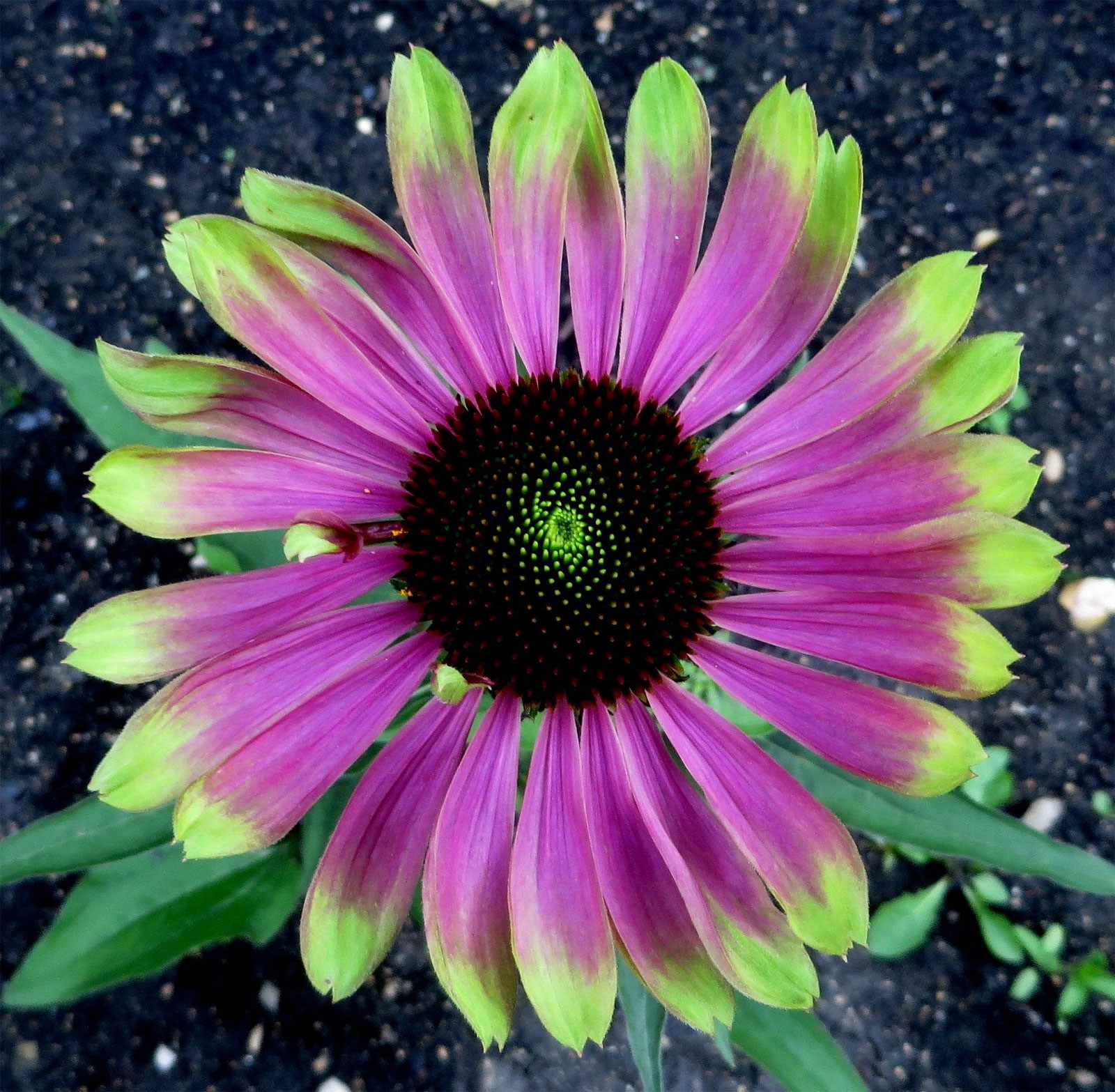 Echinacea purpurea Green Twister | 5_Seeds
