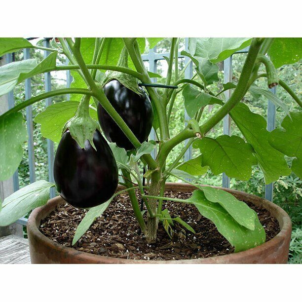 SCARBOROUGH SEEDS Black Beauty Eggplant Seeds – 200 SEEDS | NON-GMO | USA