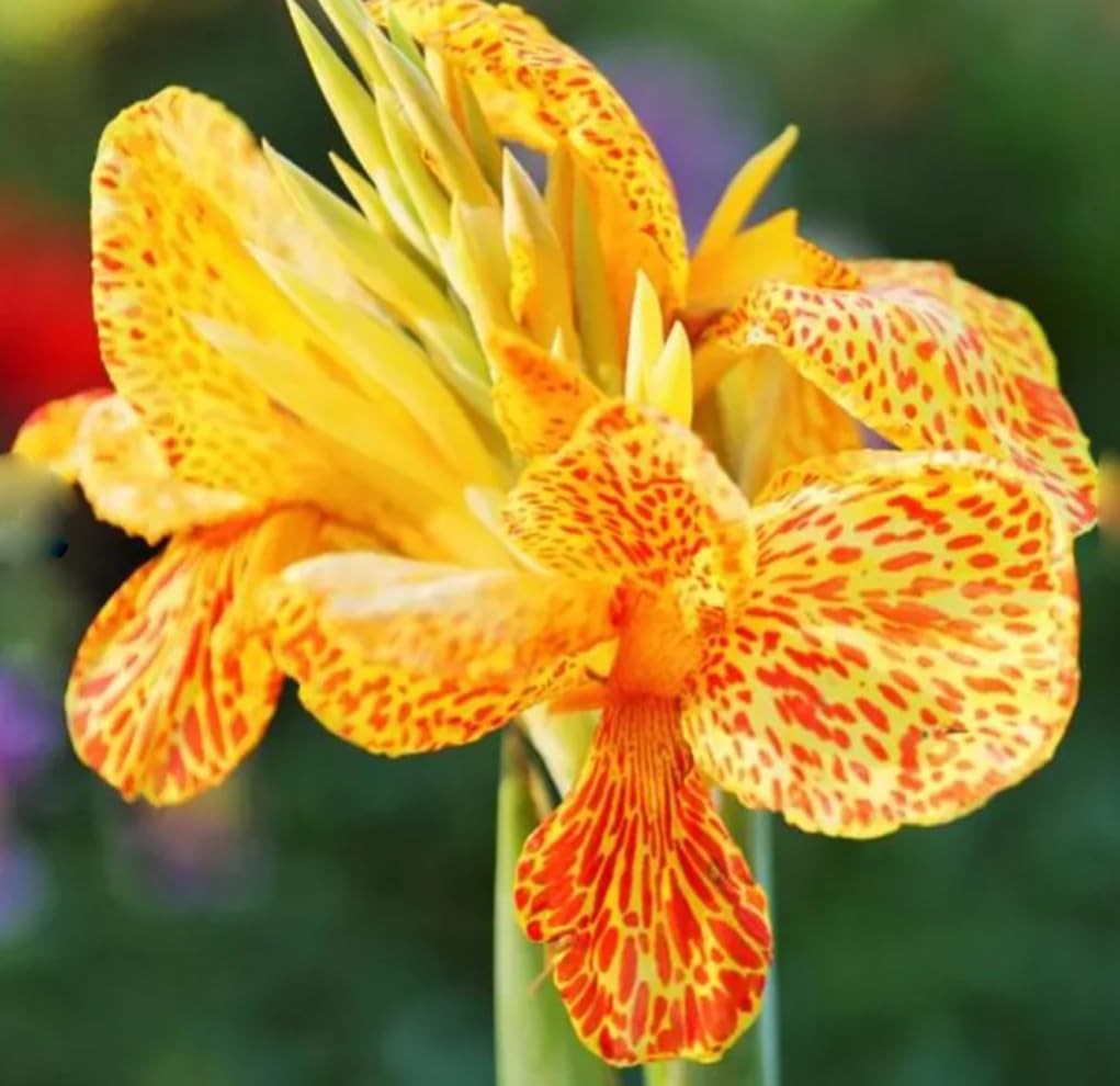 10pcs Canna Lily Seeds Canna x Generalis Cleopatra Ornamental Plant Seeds Hom…