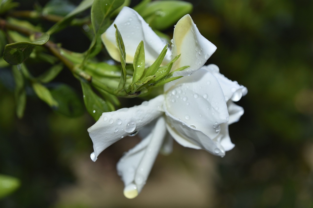 200+ Gardenia Jasminoides Seeds – Cape Jasmine Fragrant Shrub Seeds for Planting