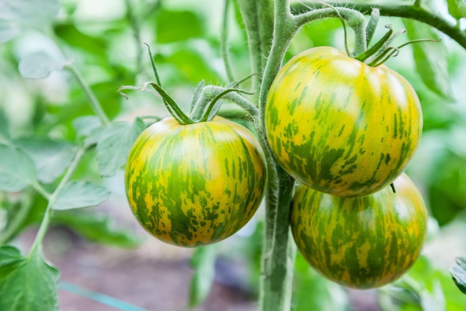 Green Zebra Striped Tomato Seeds