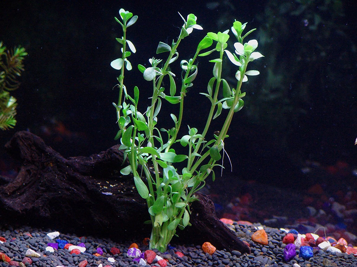 8 Species Aquarium Plants Bundle – Anacharis, Hornwort, Amazon Sword,