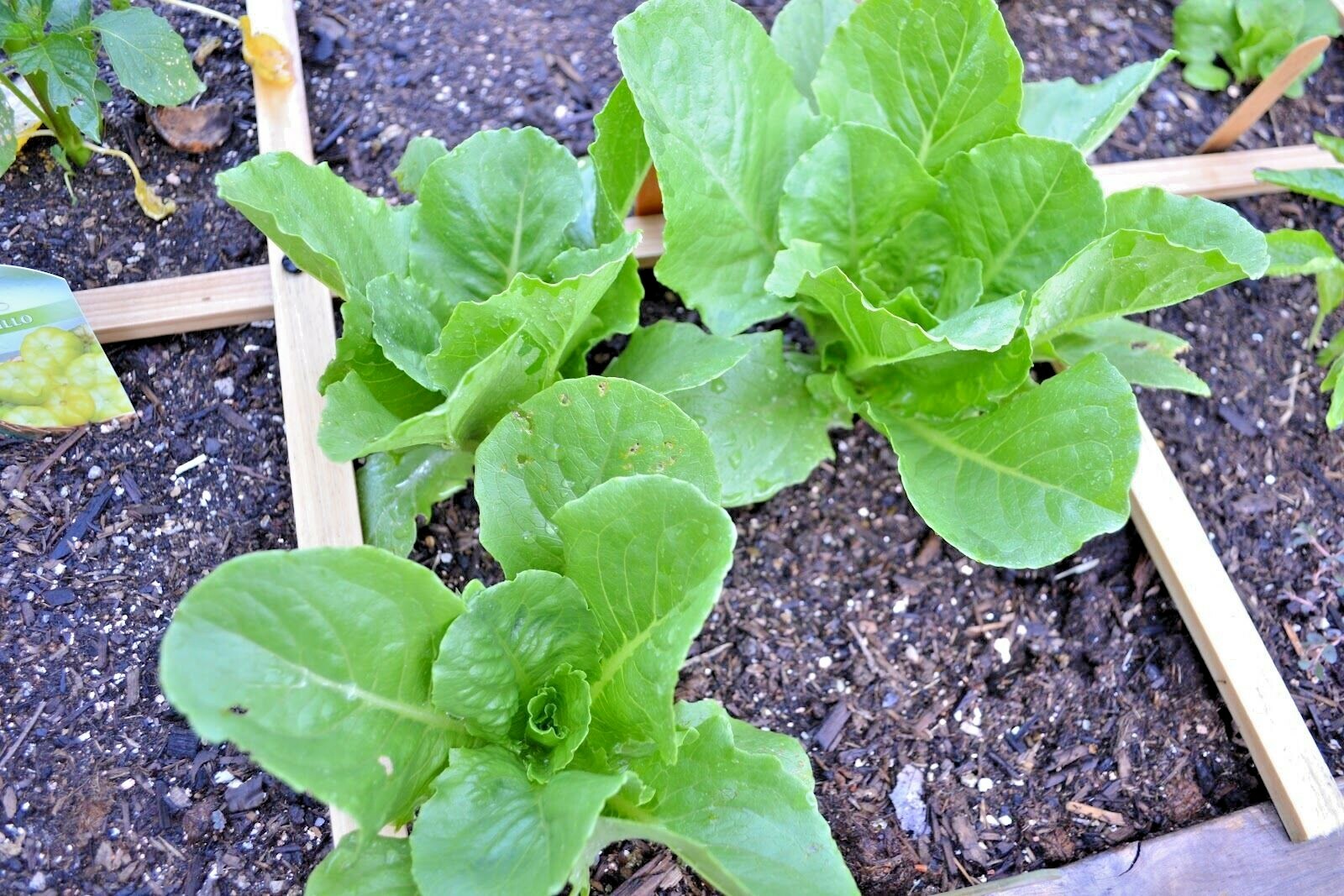 600+PARIS ISLAND Cos Romain LETTUCE Seeds Organic Spring Fall Garden Container