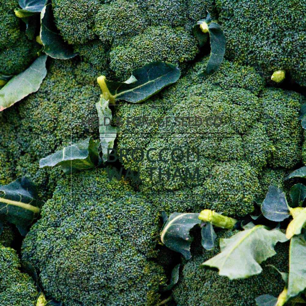 Waltham 29 Broccoli Seeds | Heirloom, Non-GMO | Brassica oleracea | 100 Seeds