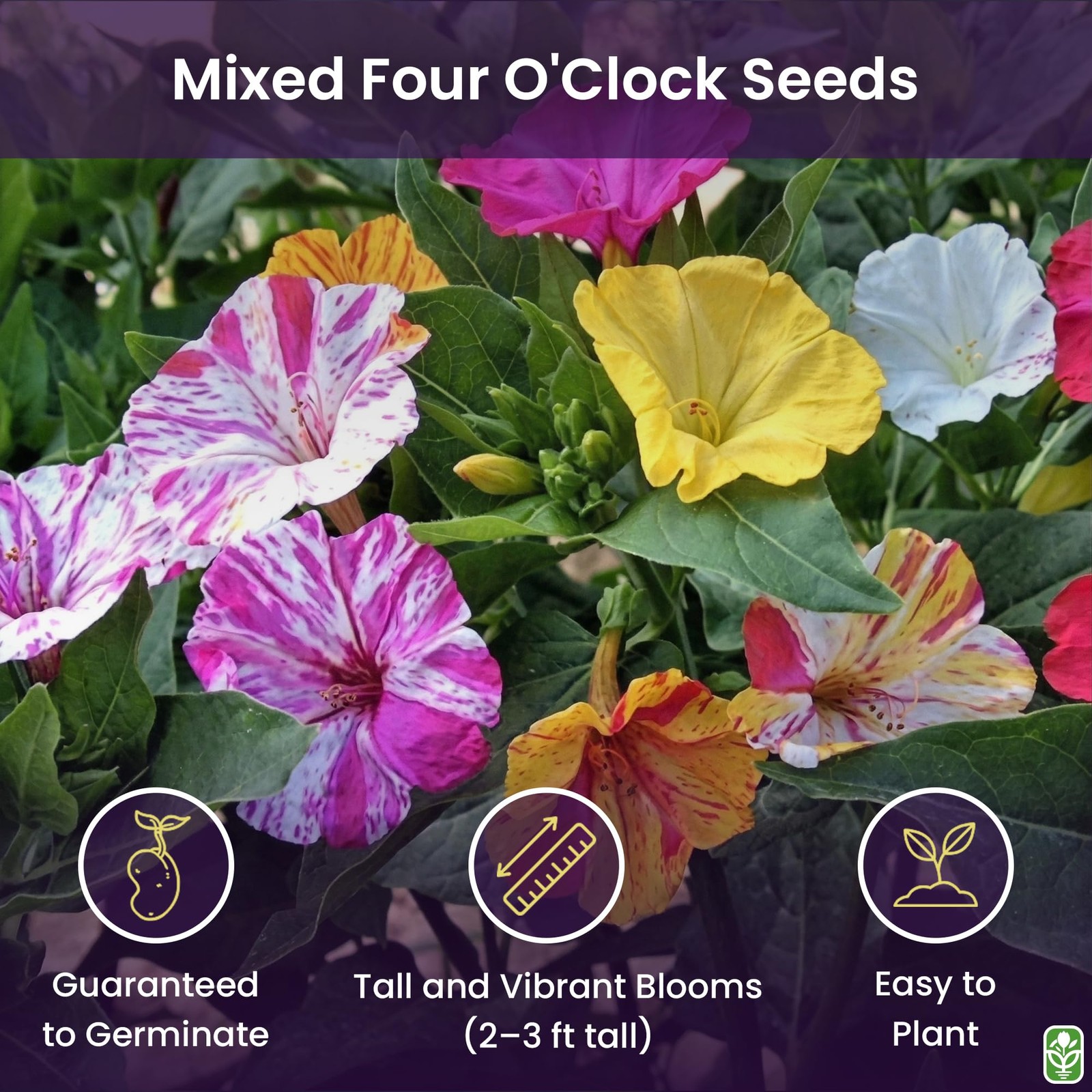 80 PCS Broken Colors Four O’Clock Seeds Tender Perennial Reseed Easily