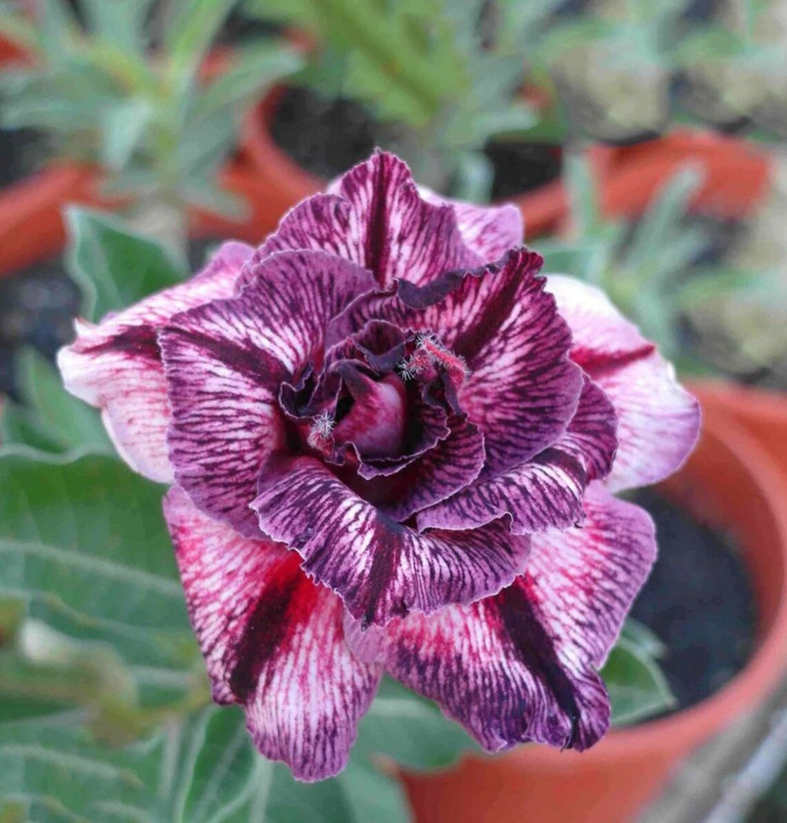 4 DBL White Purpl Desert Rose Seeds Adenium Obesum Flower Perennial Seed US SELL