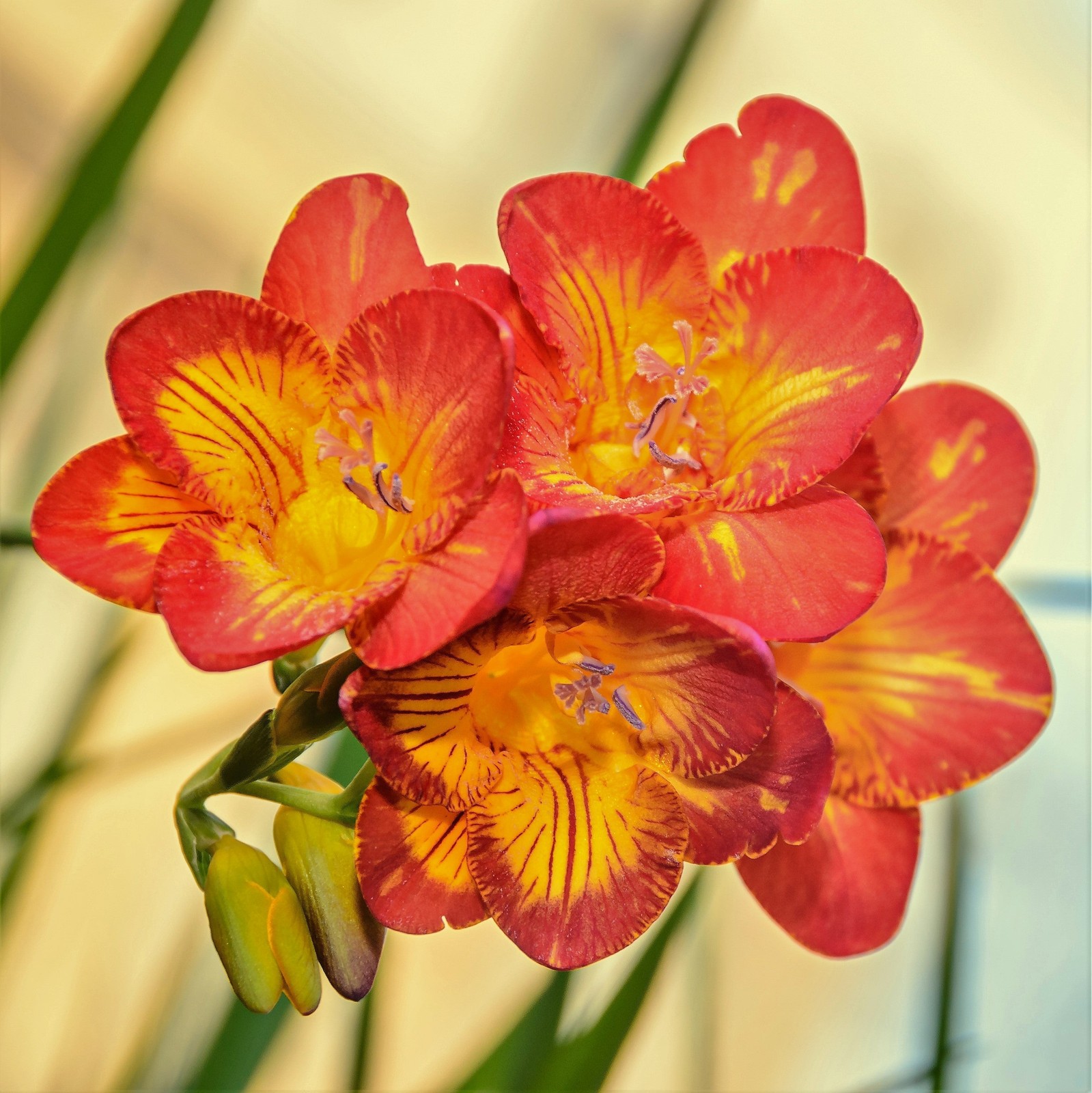 Freesia Fire & Ice Collection 45 Bulbs, Red Yellow & White Spring Flowers in Sun