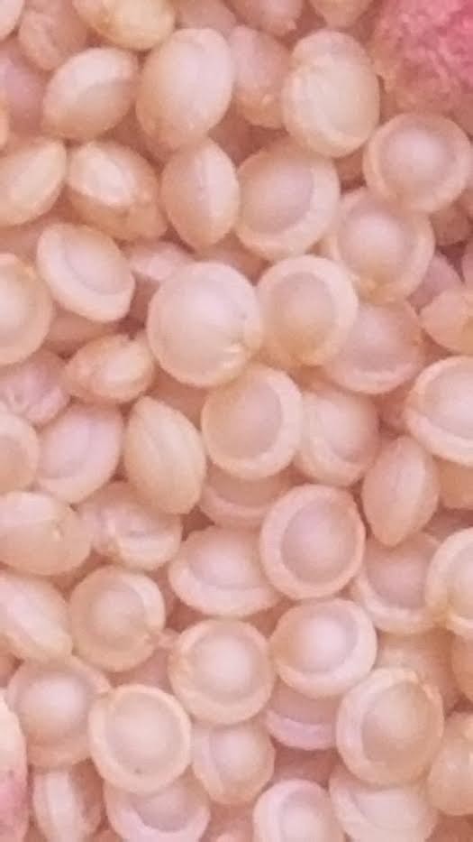 ~150 Amaranth “red garnet” seeds. Hardy GF grain from 10-foot-tall plant.