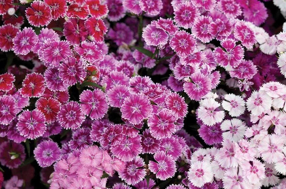 100 Fresh Sweet William Seeds, Mixed Colors, Cottage Garden, Non-GMO Non-Neonic