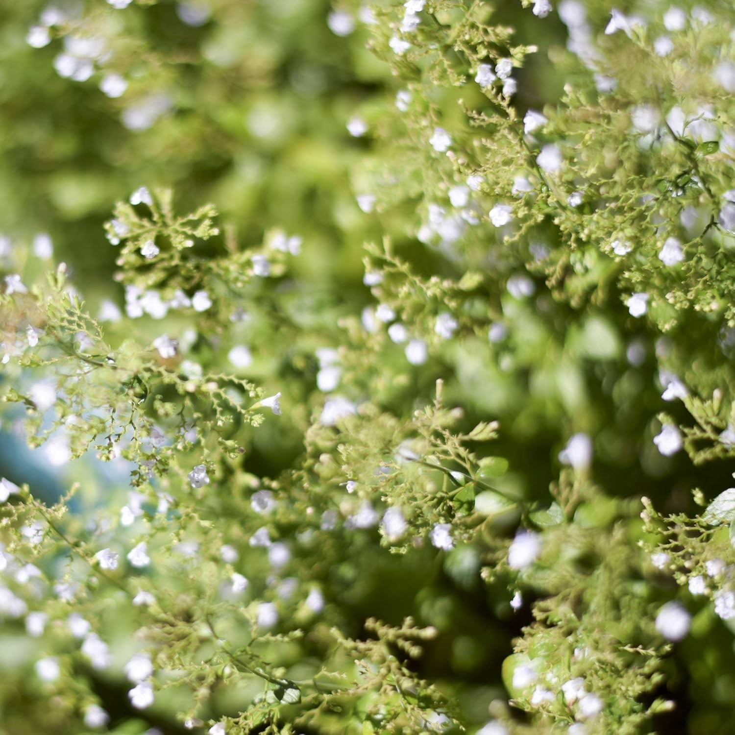 Outsidepride Sweet Marjoram Herb Seeds – 5000 Pcs Perennial, 12-16 Inches Tall,