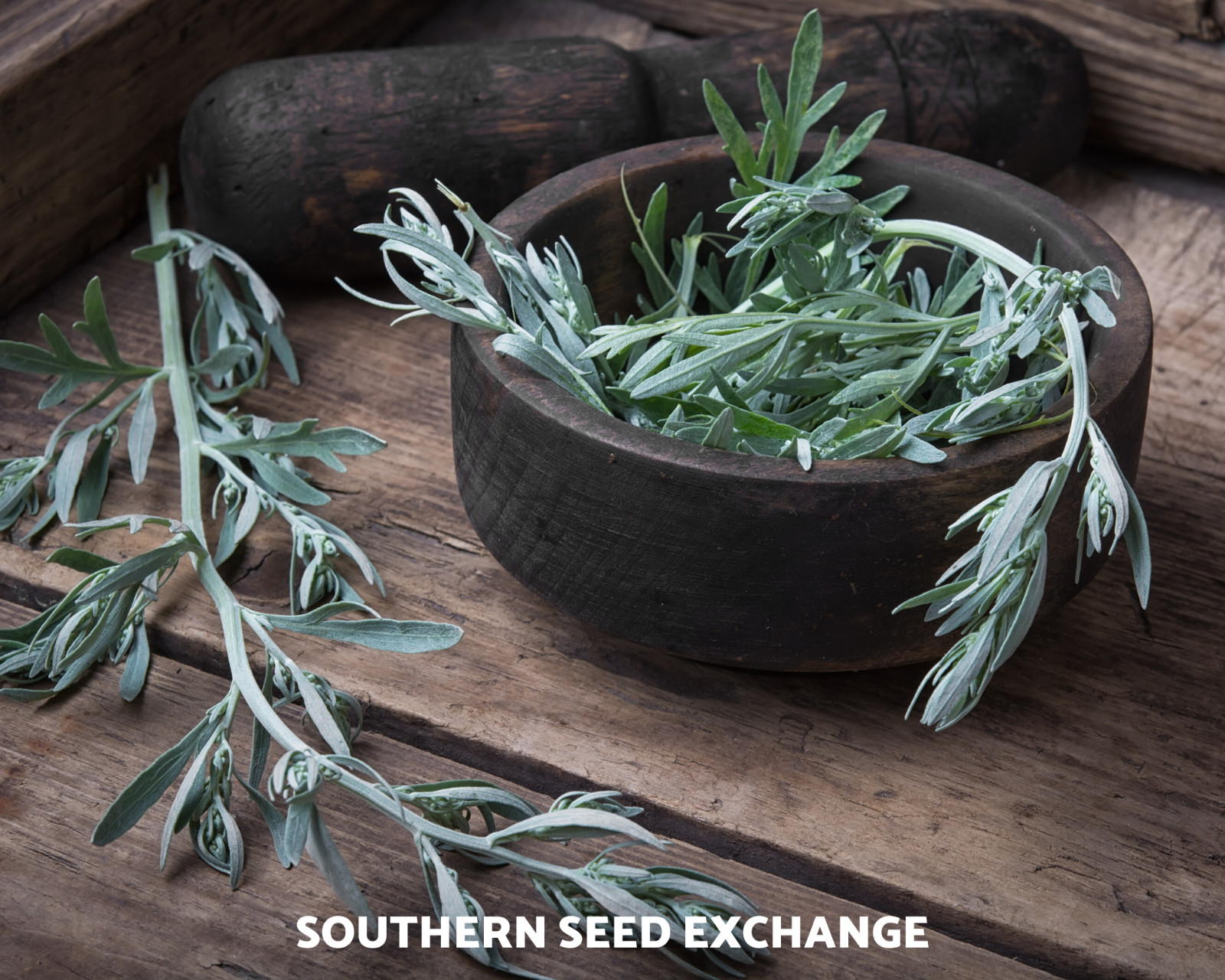 Wormwood (Artemisia Absinthium) – Medicinal Herb – Repellent – 200 seeds
