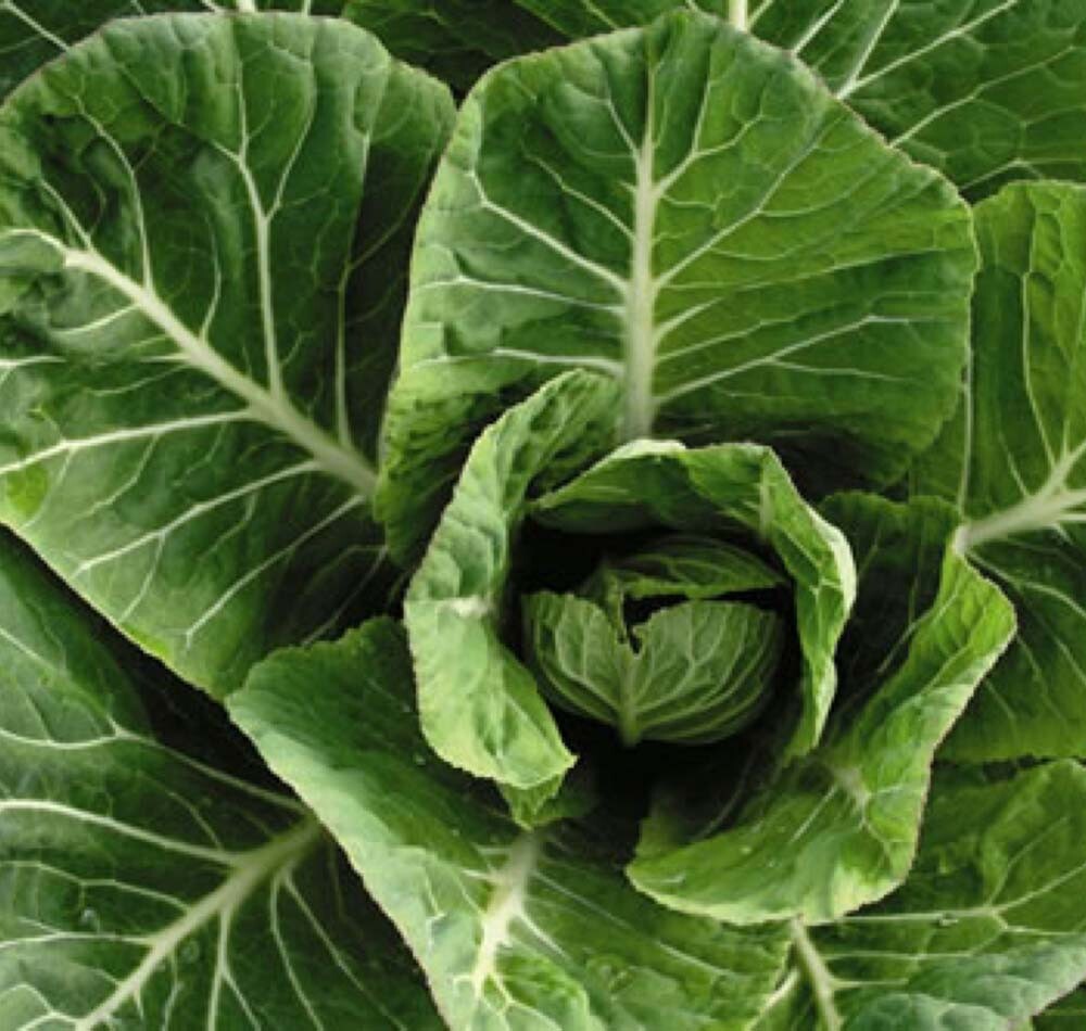 Collard Vates Seeds 500+ Greens Vegetable NON-GMO HEIRLOOM USA FREE SHIPPING