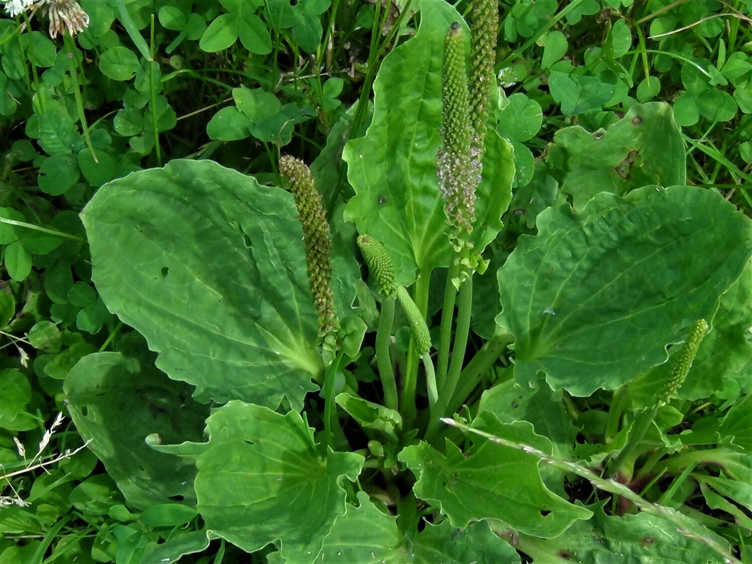 Pennsylvania–Organic Broadleaf Plantain Seeds~Plantago major +100 seeds Non-GMO