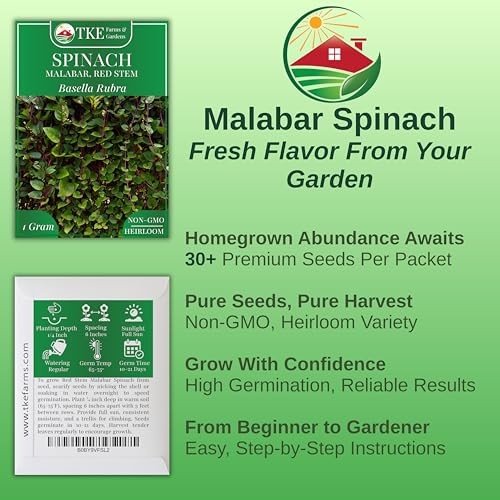 – Red Malabar Spinach Seeds for Planting, Heirloom Non-GMO Climbing Spinach,