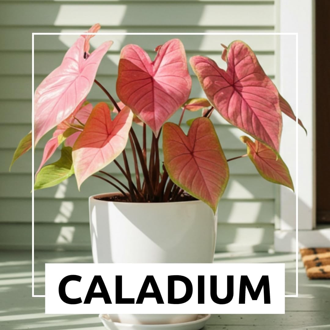 Colorful Caladium Bulbs – Hosta, Elephant Ears, Fancy Mix