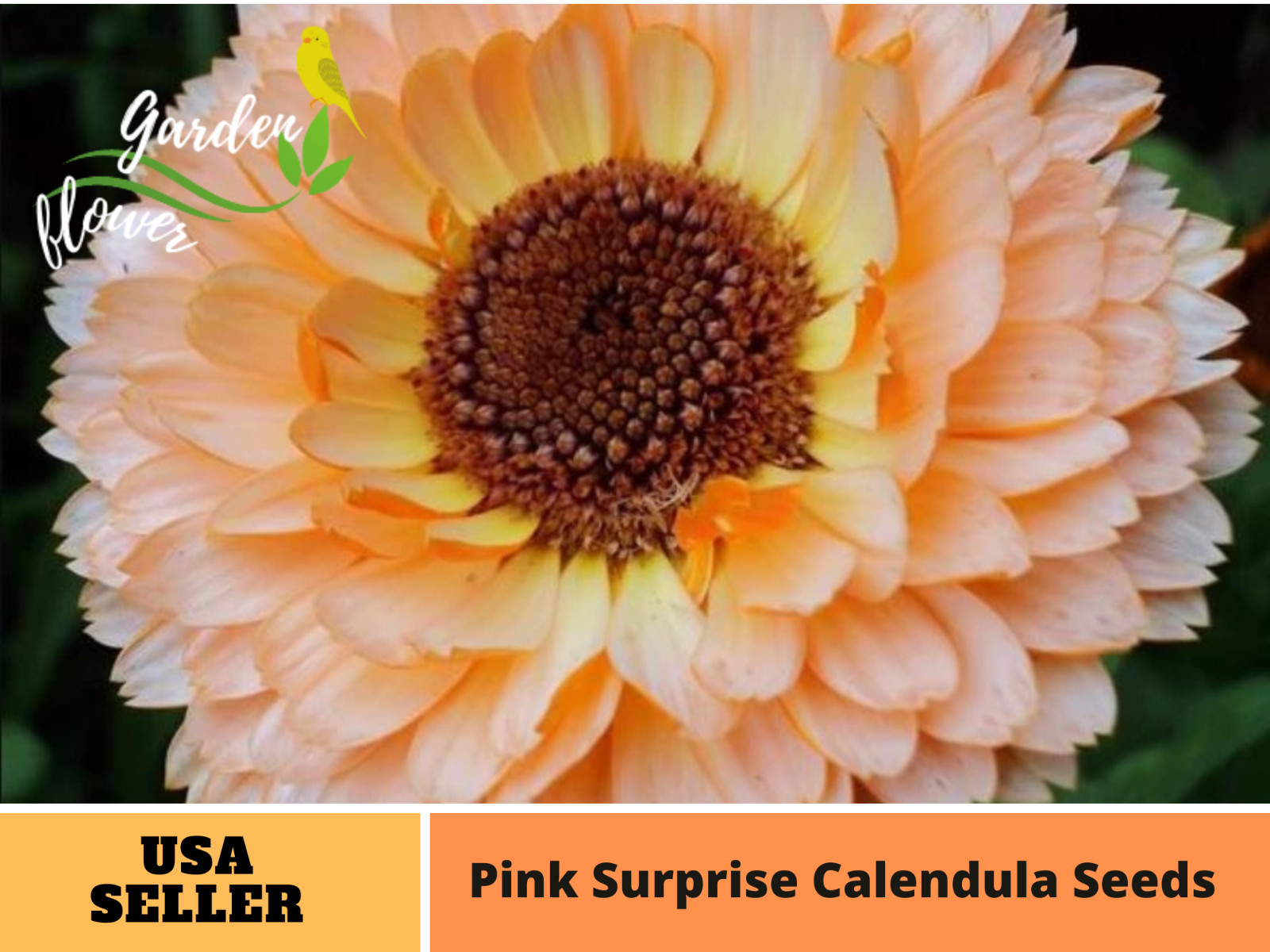 50+Seeds | Pink Surprise Calendula Seeds #H005