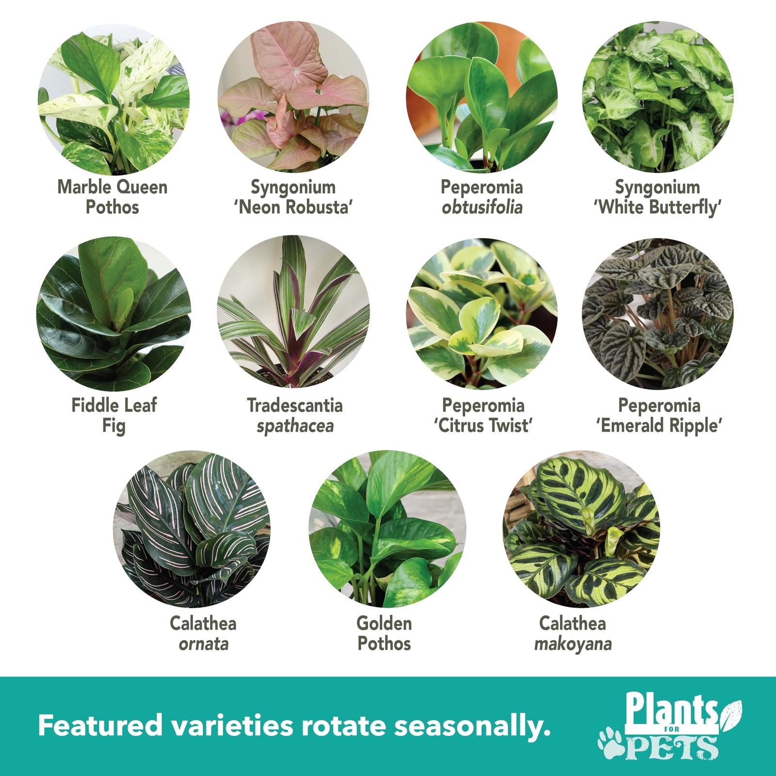 Essential Houseplant Collection (4PK) Live Plants Indoor Plants Live Housepla…