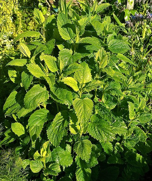500 Lemon Balm Seeds – Melissa officinalis Seeds – Medicinal Herb – Non-GMO