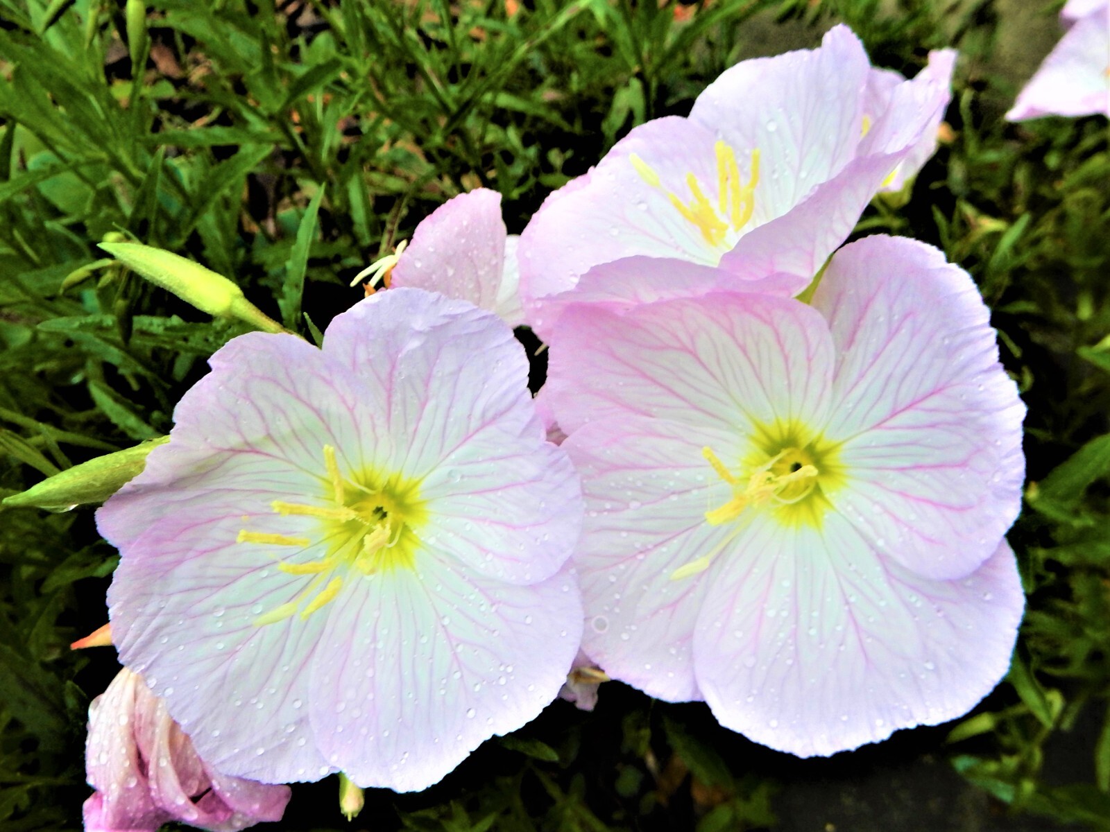 BUY 3 GET 1 FREE – Showy Pink Evening Primrose (Oenothera Speciosa) – 10 Plants