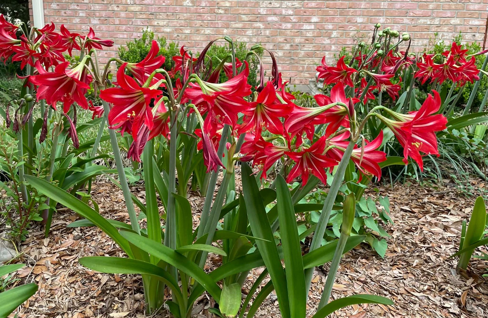 1 bulb Amaryllis St. Joseph’s Lily Hippeastrum x johnsonii1 plant