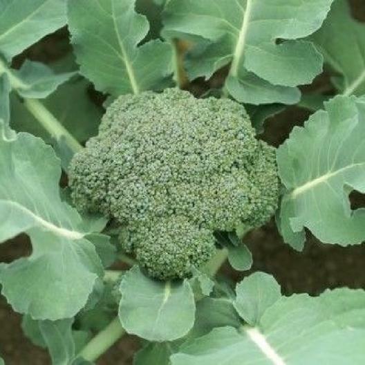 1000 Broccoli Seeds Waltham 29 Seeds Non-GMO Heirloom | USA Seller