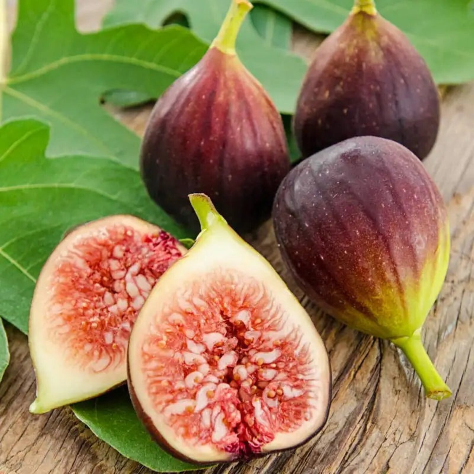 36-48″ tall Brown Turkey Fig Plant – Ficus carica tree