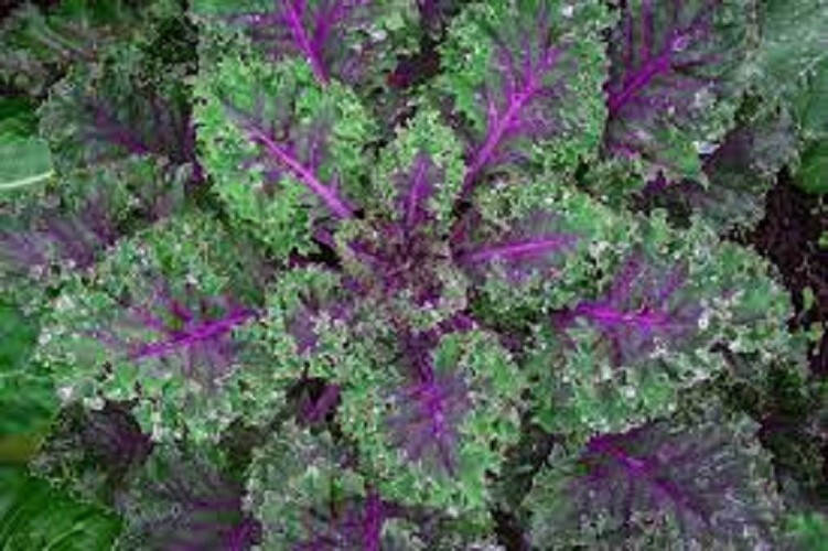 Premium Red Russian Kale – Fresh Organic Heirloom Seeds – Very Tender and Mild!