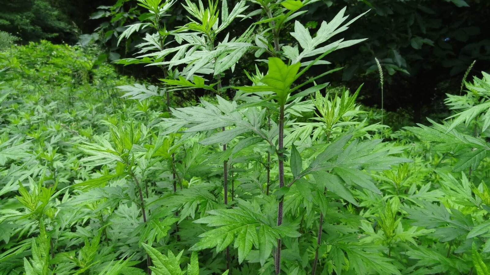 Mugwort Seeds (Artemsia-Vulgaris) | Non-GMO | Herbs | Fresh Garden Seeds