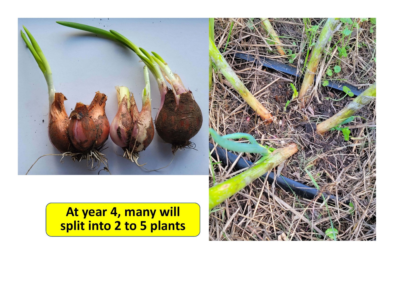 Egyptian Walking Onion PLANTS Grown in chemical free soil; FREE SHIPPING