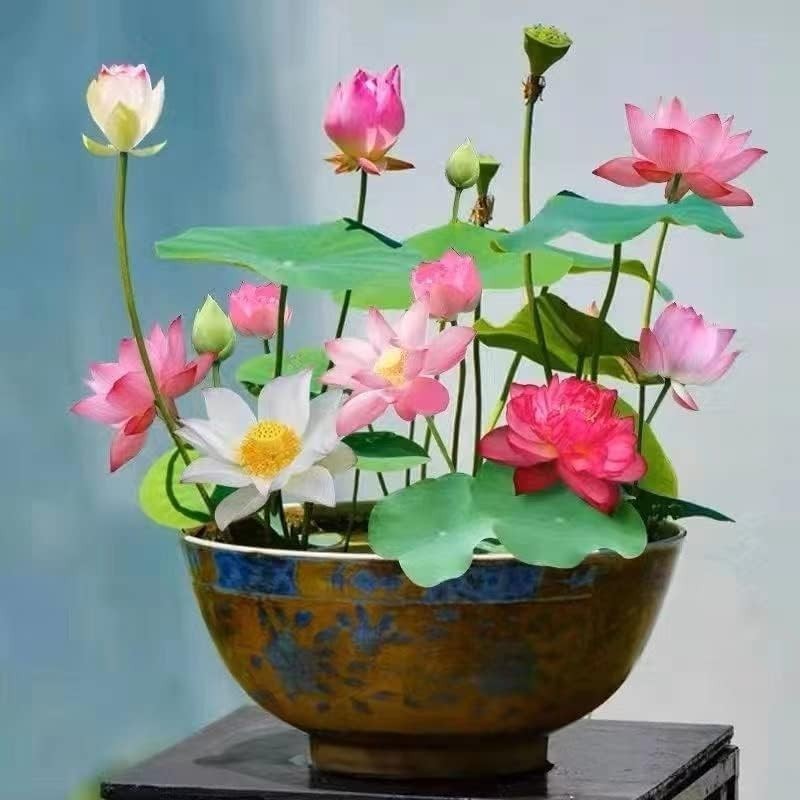 Exotic Mixed Lotus Seeds – 10pcs for Stunning Indoor & Outdoor Aquatic Gardens