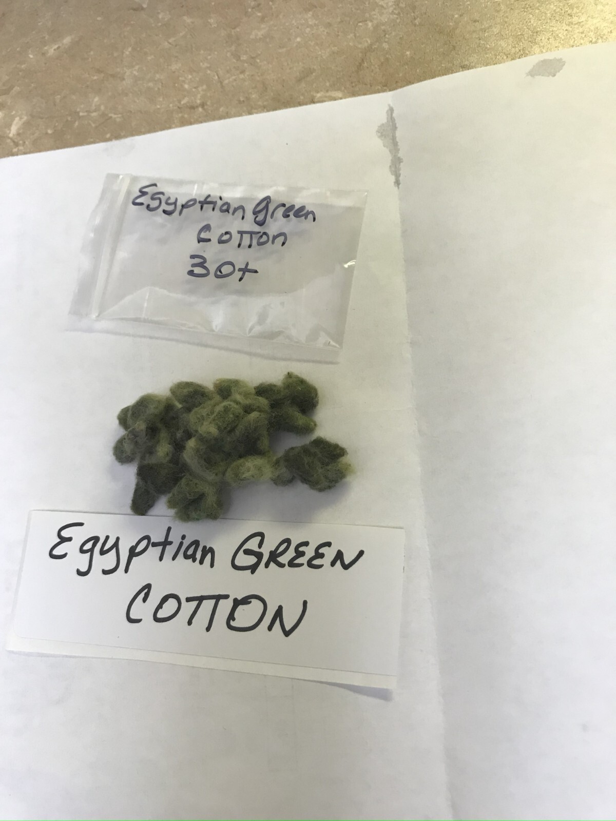 30 EGYPTIAN GREEN LINT Cotton Seed Extremely Rare Heirloom Ornamental