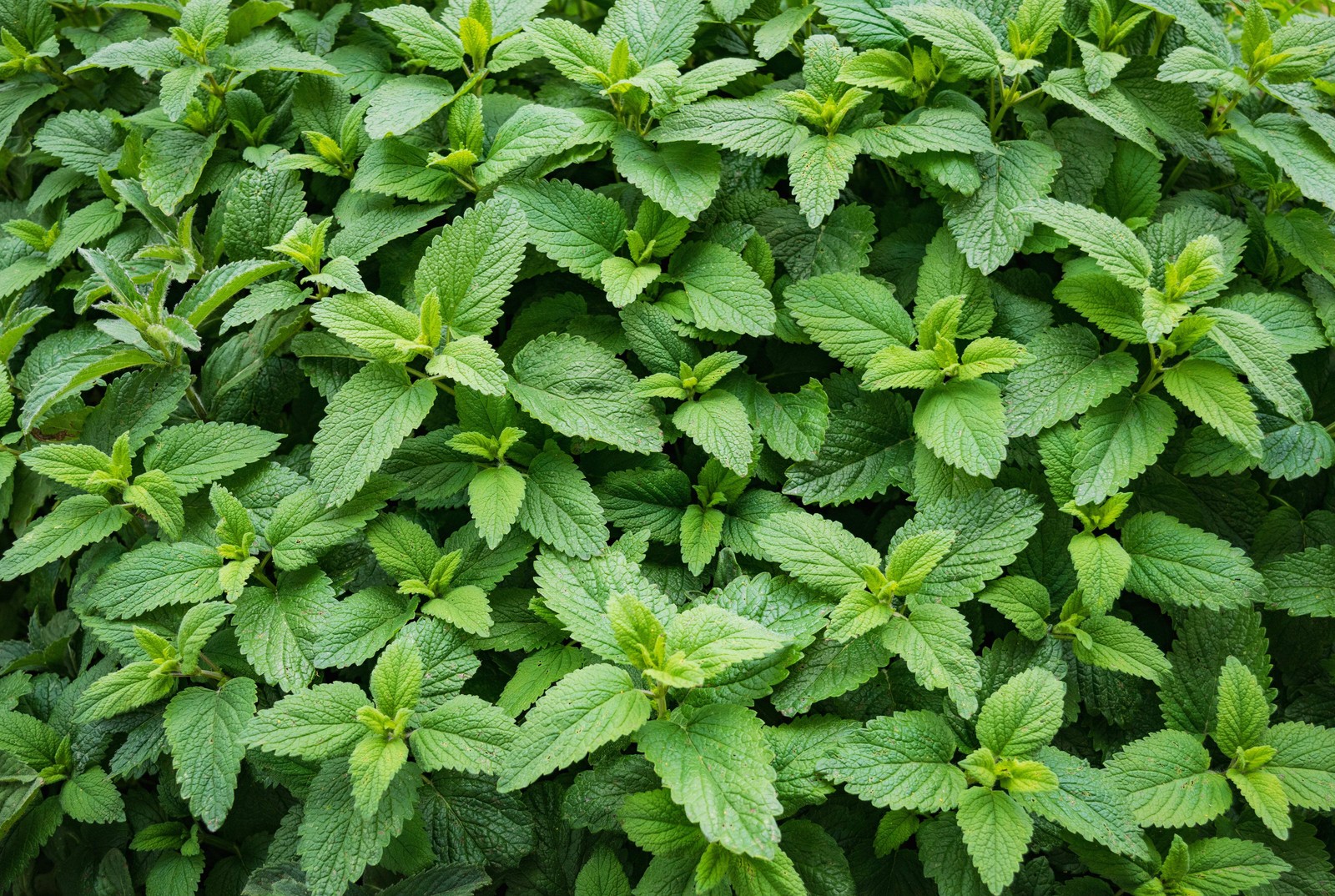 Mint, Spearmint (Mentha spicata)
