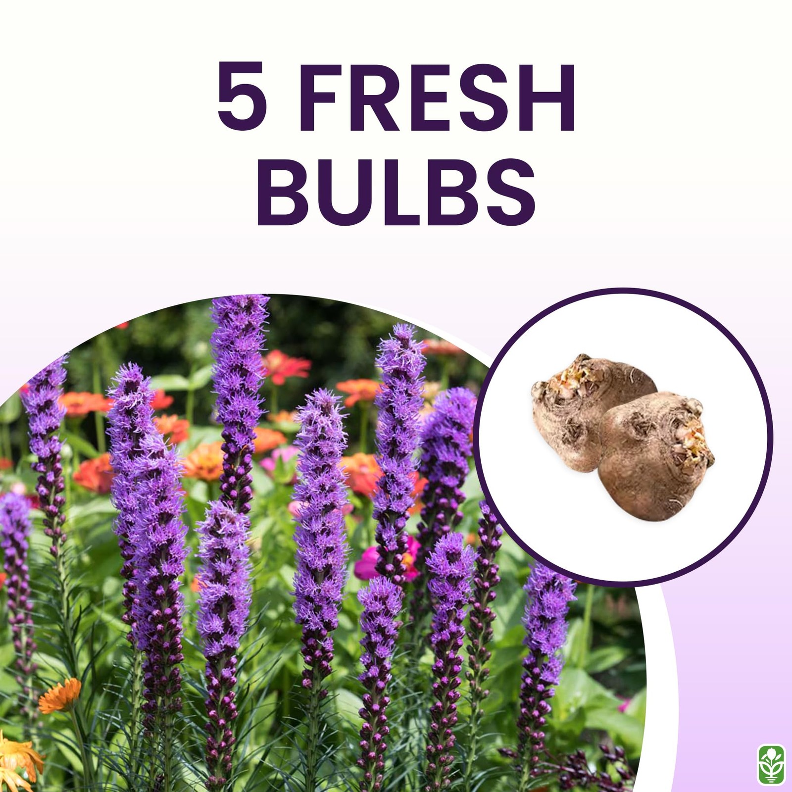Purple Blazing Star – 5 Fresh Bulbs – Liatris Spicata Flower Bulb – Perennial…