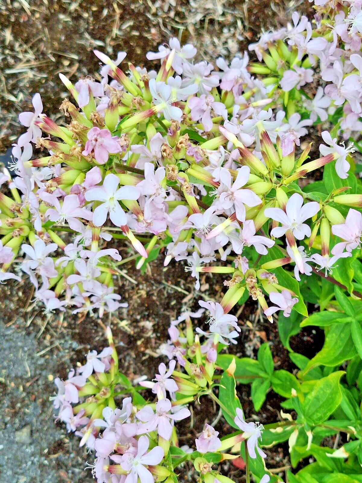 BLUSH PINK MALTICE CROSS 100 SEEDS. RARE COLOR, LYCHNIS CHALCEDONICA