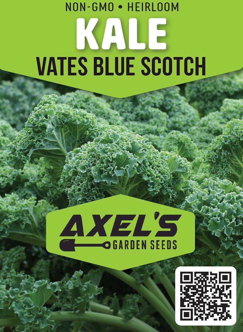 Dwarf Blue Curled Scotch Kale Seeds | Heirloom | Non-GMO | Fresh Garden Seeds