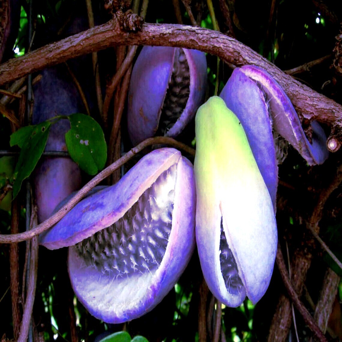 CHOCOLATE VINE SEEDS “3-LEAF” (A. trifoliata) Rare Hardy Fruit Flower Climber